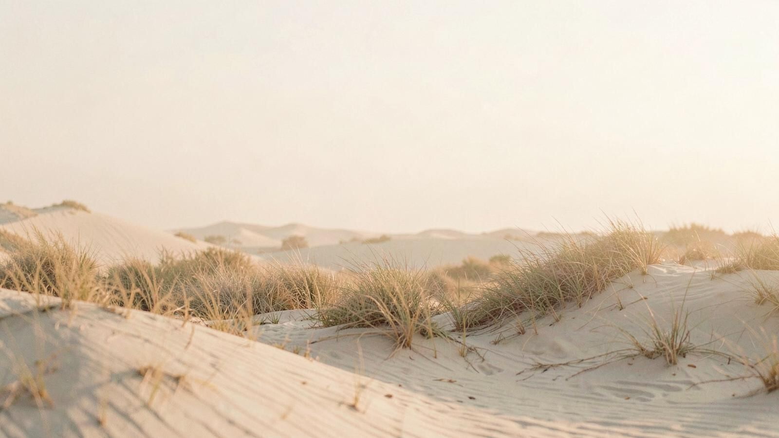 Soft dunes and dry grasses at dawn in warm sand tones